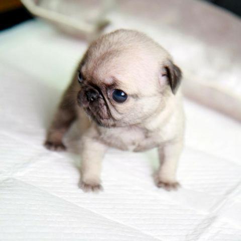 Pug -Abricot - Foto 2