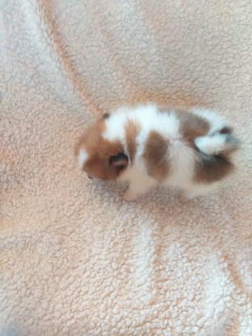 Lulu da pomerania anão - Foto 2