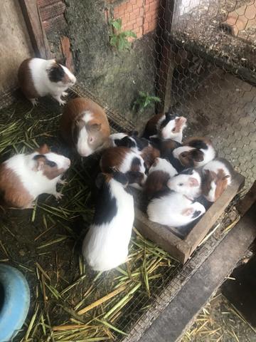 Vendo porquinho da Índia