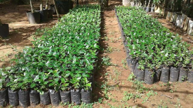 Mudas de Café Catuaí Vermelho com Altura de 15cm - Foto 2