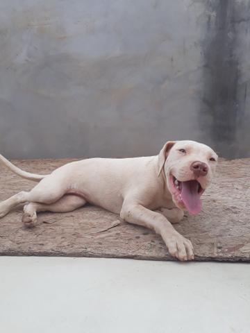 Oportunidade!!Filhotes de Pit Monster,Pai Registrado com Pedigree - Foto 4