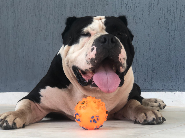 American Bully pronto para inseminação - Foto 6