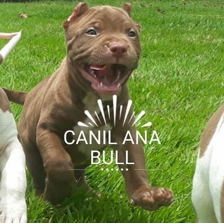Pitbull Qualidade Diferenciada Em ATÉ 12X C Pedigree e Ac Veterinário