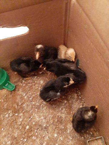Vendo pintinhos suros - Foto 4