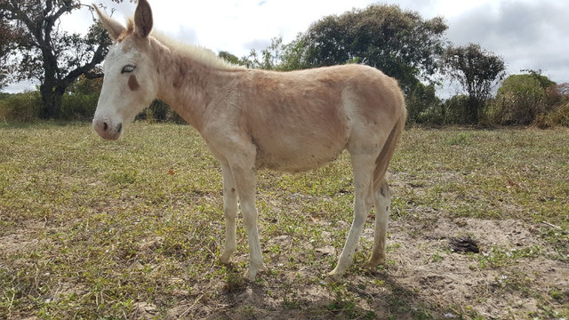 Poltra Burra mula com 6 meses de vida - Foto 4