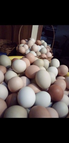 Vendo ovos caipiras e frango  caipira  - Foto 3