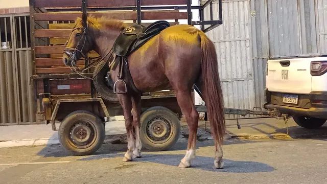 Cavalo de cela - Animais para agropecuária - Borda da Mata 1256806947