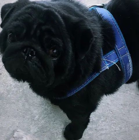 Pug macho adoção 