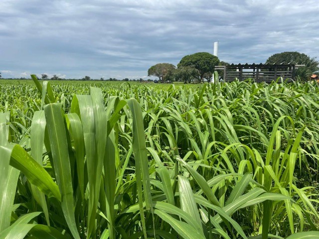 Fazenda de 646 alqueires em Araguaína-MT - Foto 2