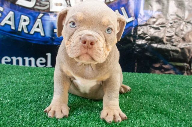 Filhote American Bully 