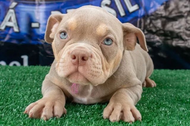 Filhote American Bully 