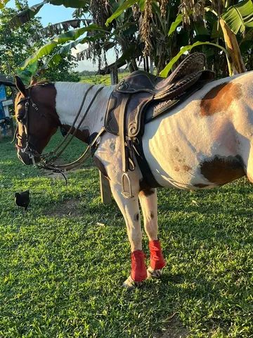 Cavalo de esteira - Cavalos e acessórios - Boca da Mata 1256655255