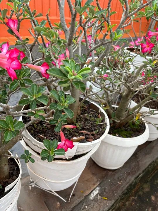 Vendo Rosas do Deserto  - Foto 3