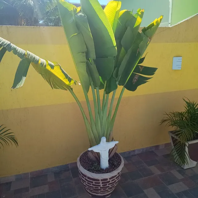 Bananeira Ravenala