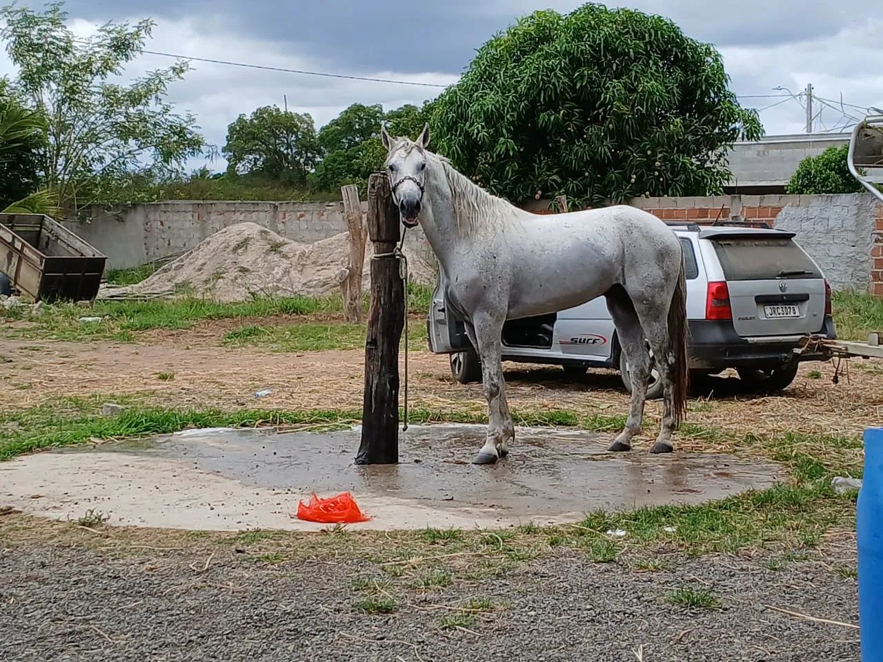 Cavalo Mangalarga marchador macha picada 