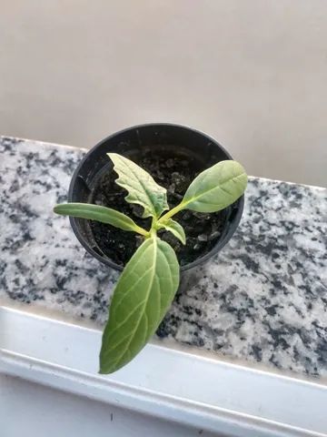 Sementes De Datura Stramonium - Figueira (flor Branca) - Foto 2