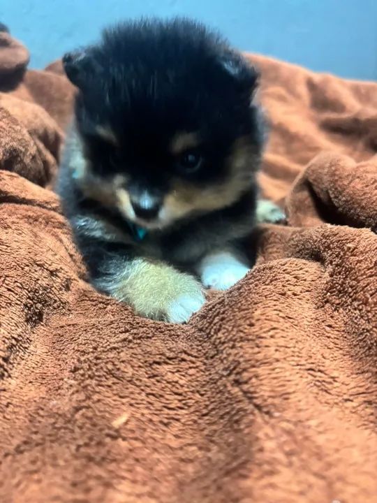 Spitz alemão (lulu da pomerania) - Foto 4