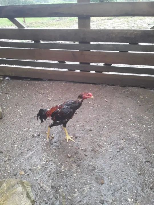 Galo crista de bola - Foto 3