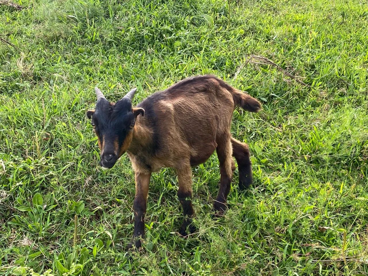 Cabrito para venda - Foto 2