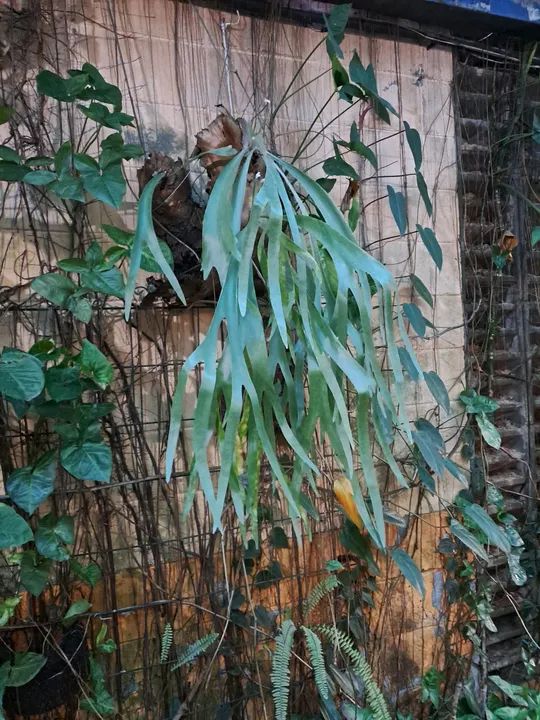 Plantas Tropicais & Ornamemtais - Foto 3