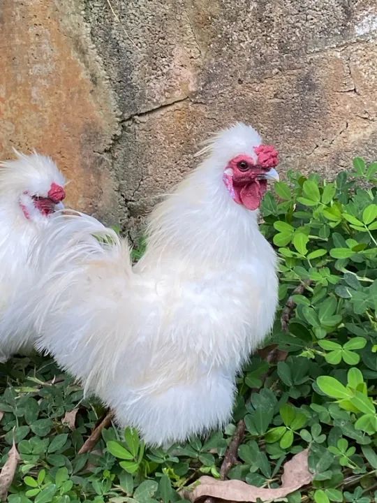 Galinha Sedosa do Japão - Jundiaí-SP - Foto 2