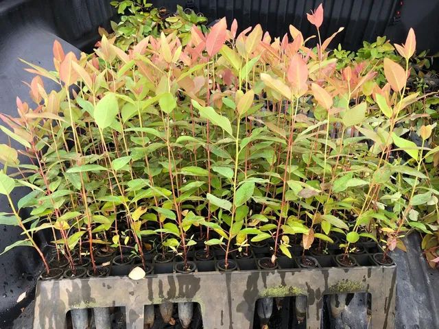 Mudas de eucalipto - Foto 2