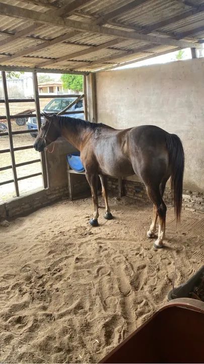 Égua direita sem papel 