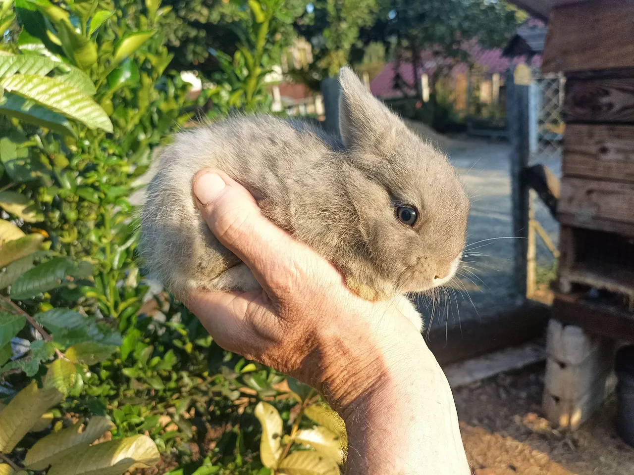 Mini Netherlands 
