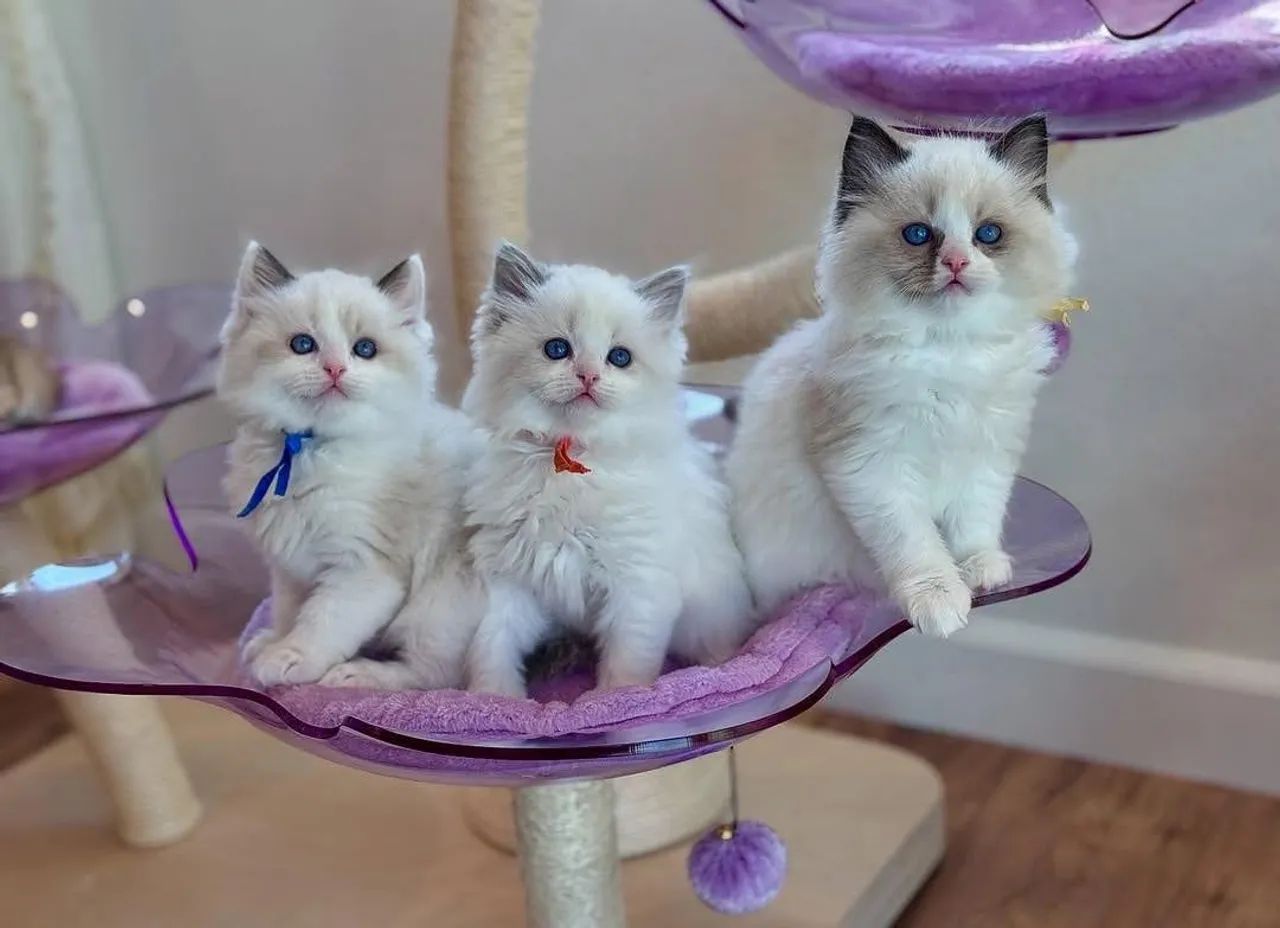 Ragdoll com pedigre  - Foto 6