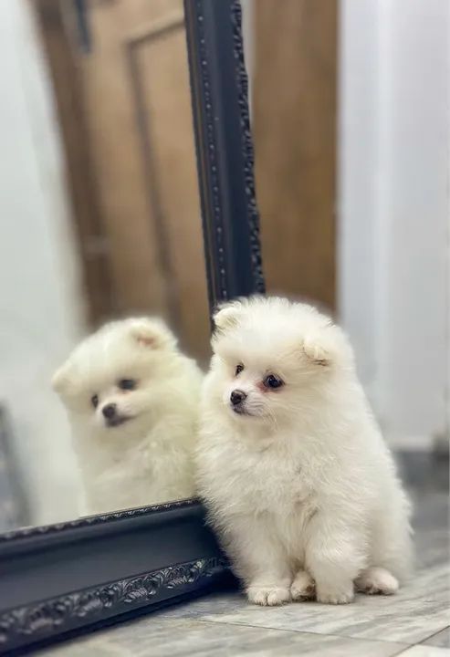 Fêmea de Spitz Alemão - Lulu da Pomerania