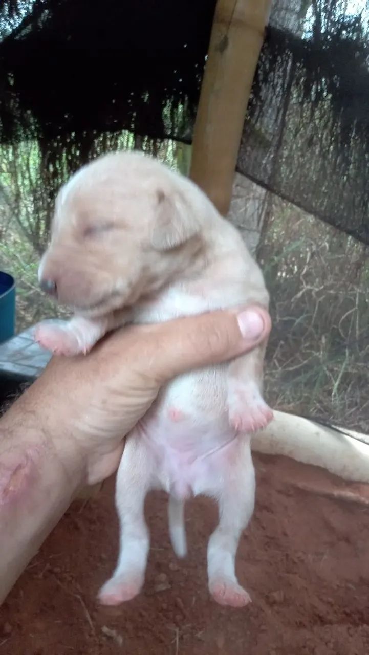 Filhotes de cães raça indefinida - Foto 4