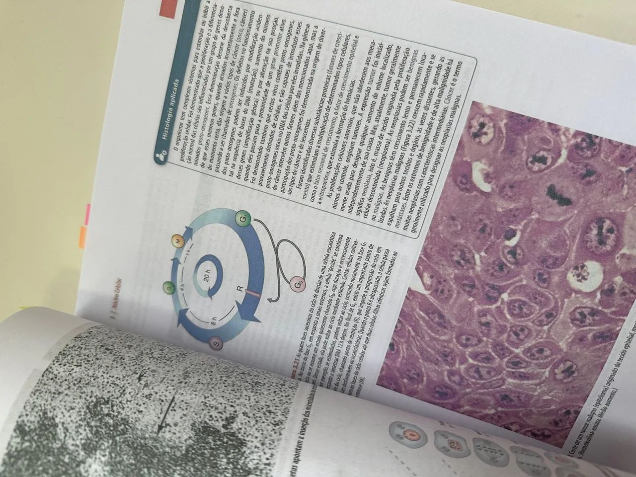Histologia básica  - Foto 2