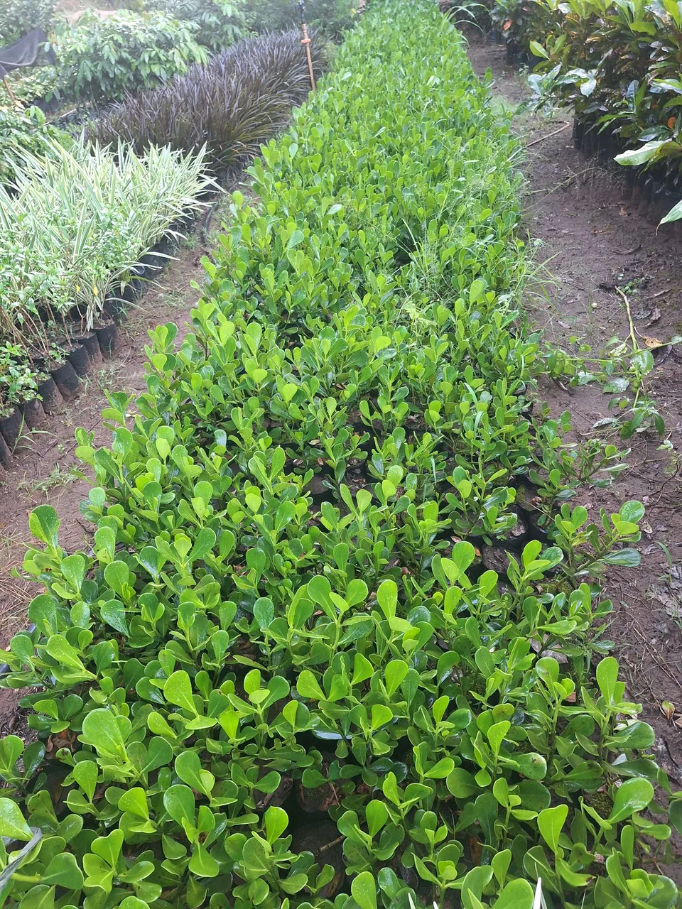Plantas para Jardim/Canteiros