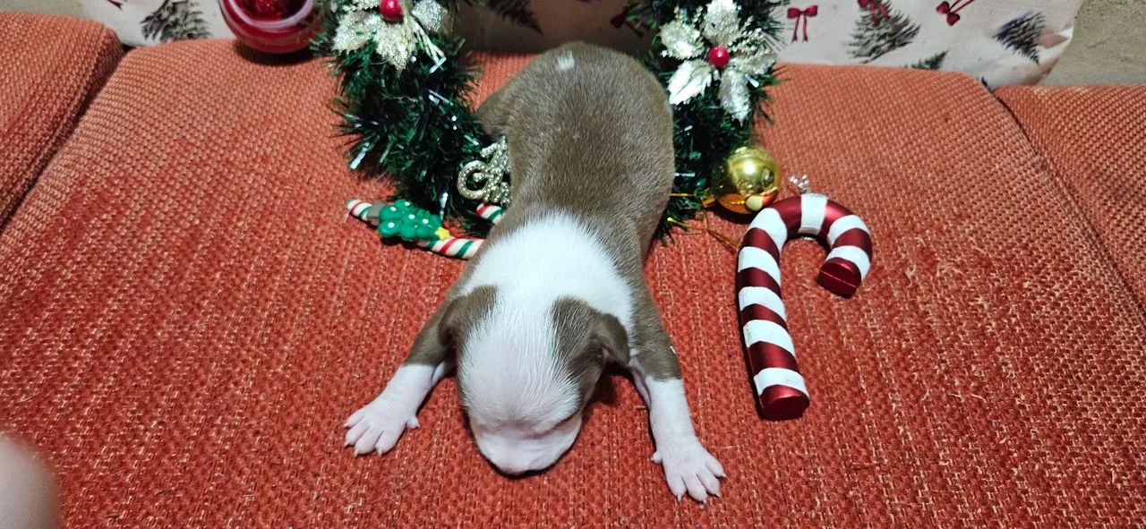 Filhote de pitbull red nose - Foto 4