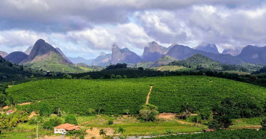 Fazenda de Café 220 Mil Pés - 4500sc de Produtividade - Foto 3