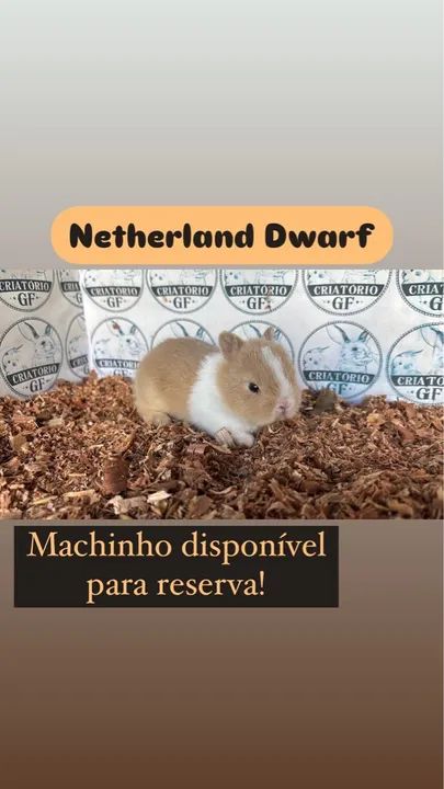 Filhote de Coelho Netherland Dwarf Macho - Foto 3