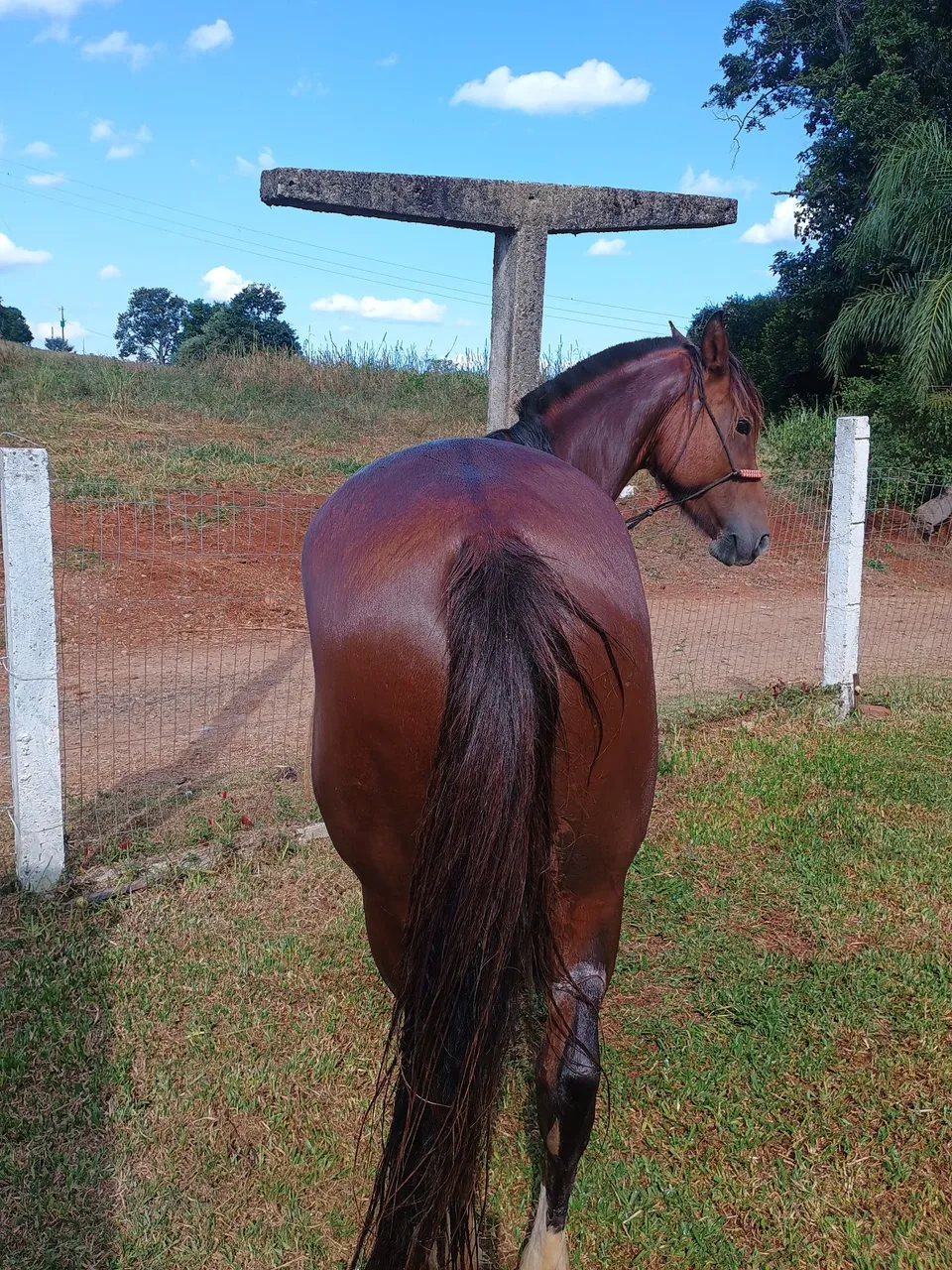 Égua crioula 