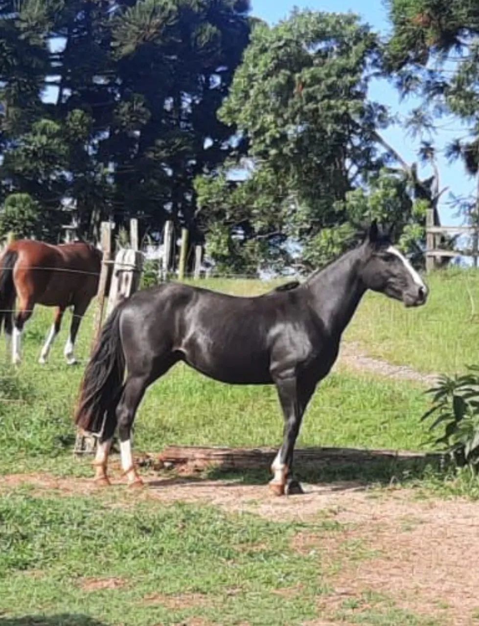 Linda potranca crioula picaça a feito troca 