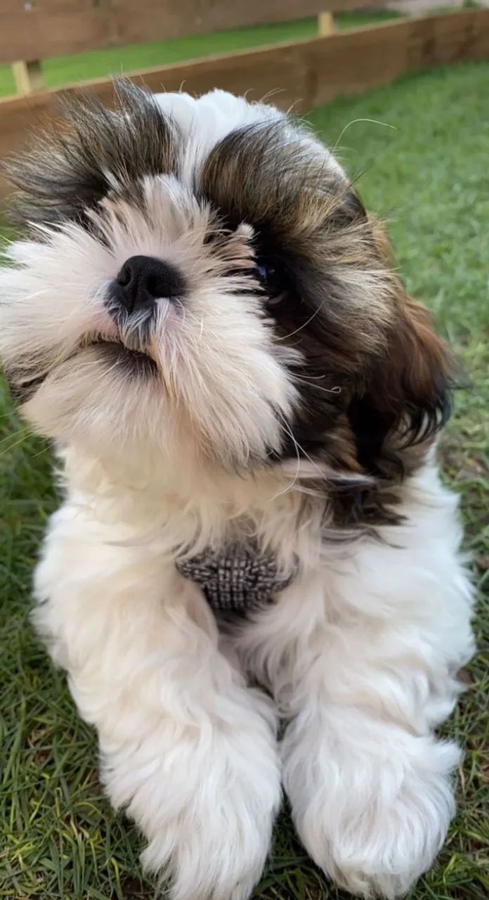 Filhotes de Shih Tzu Porte Pequeno lindos e carinhosos , vacinados e com pedigree  - Foto 3
