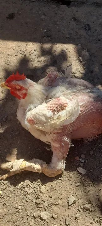 Galo, galinha garnizé, caipira e de granja (preço pelas 4 unidades) - Foto 5