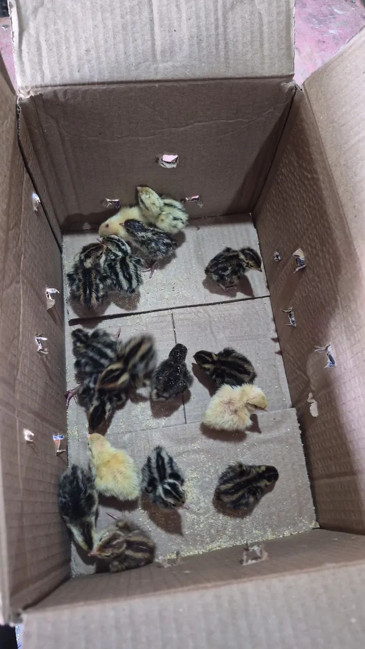 Bicho Feliz - Codornas Gigantes - Foto 5