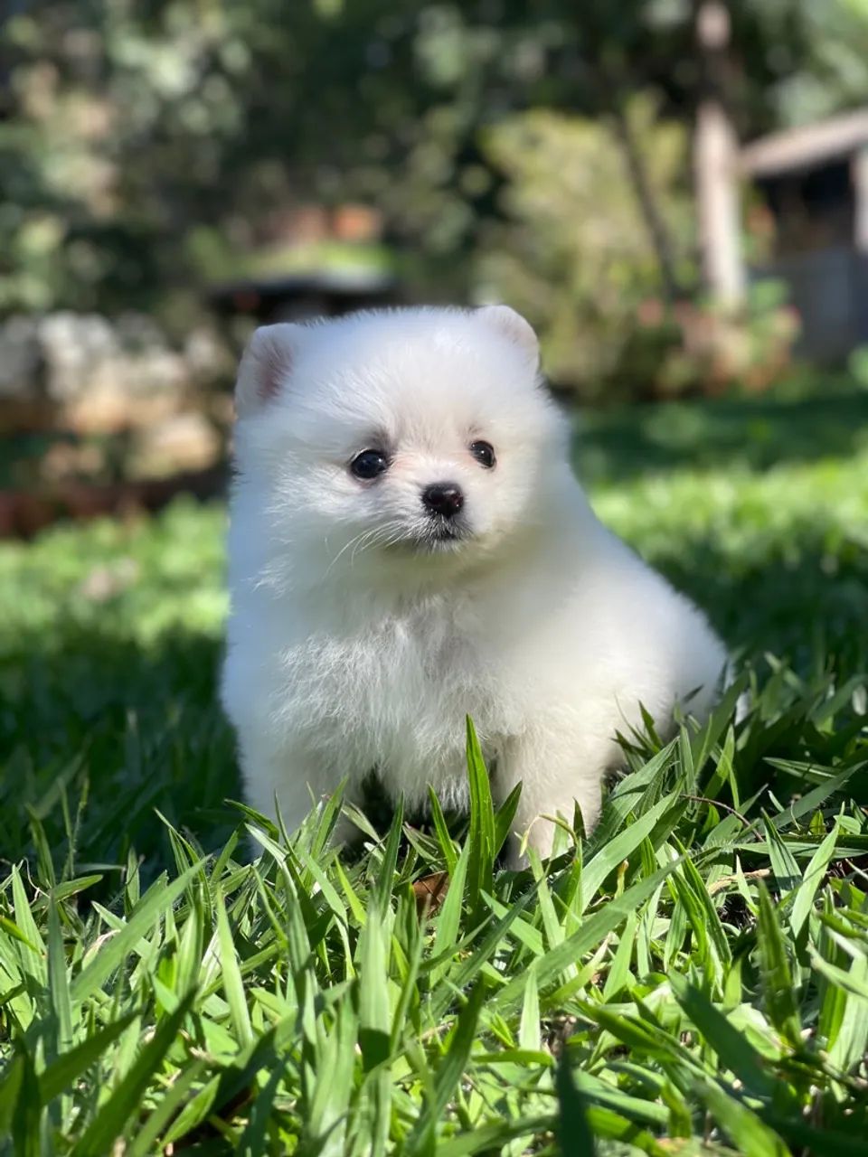Lulu da Pomerania minúsculo  - Foto 3