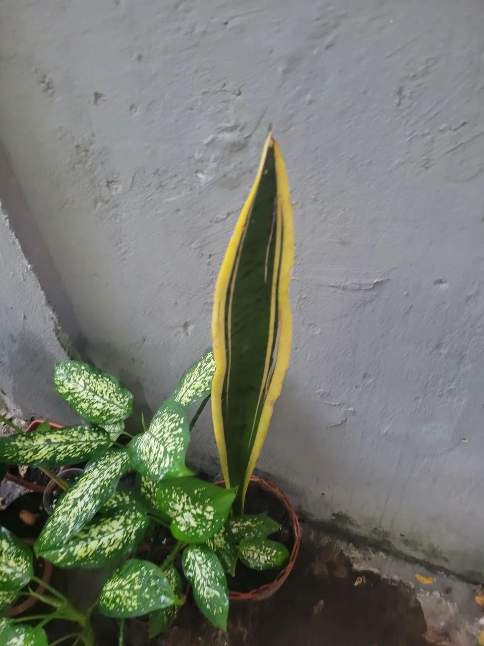 Mudas de plantas - Foto 4