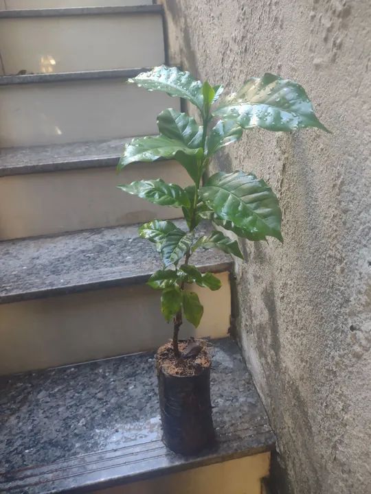 Muda de café