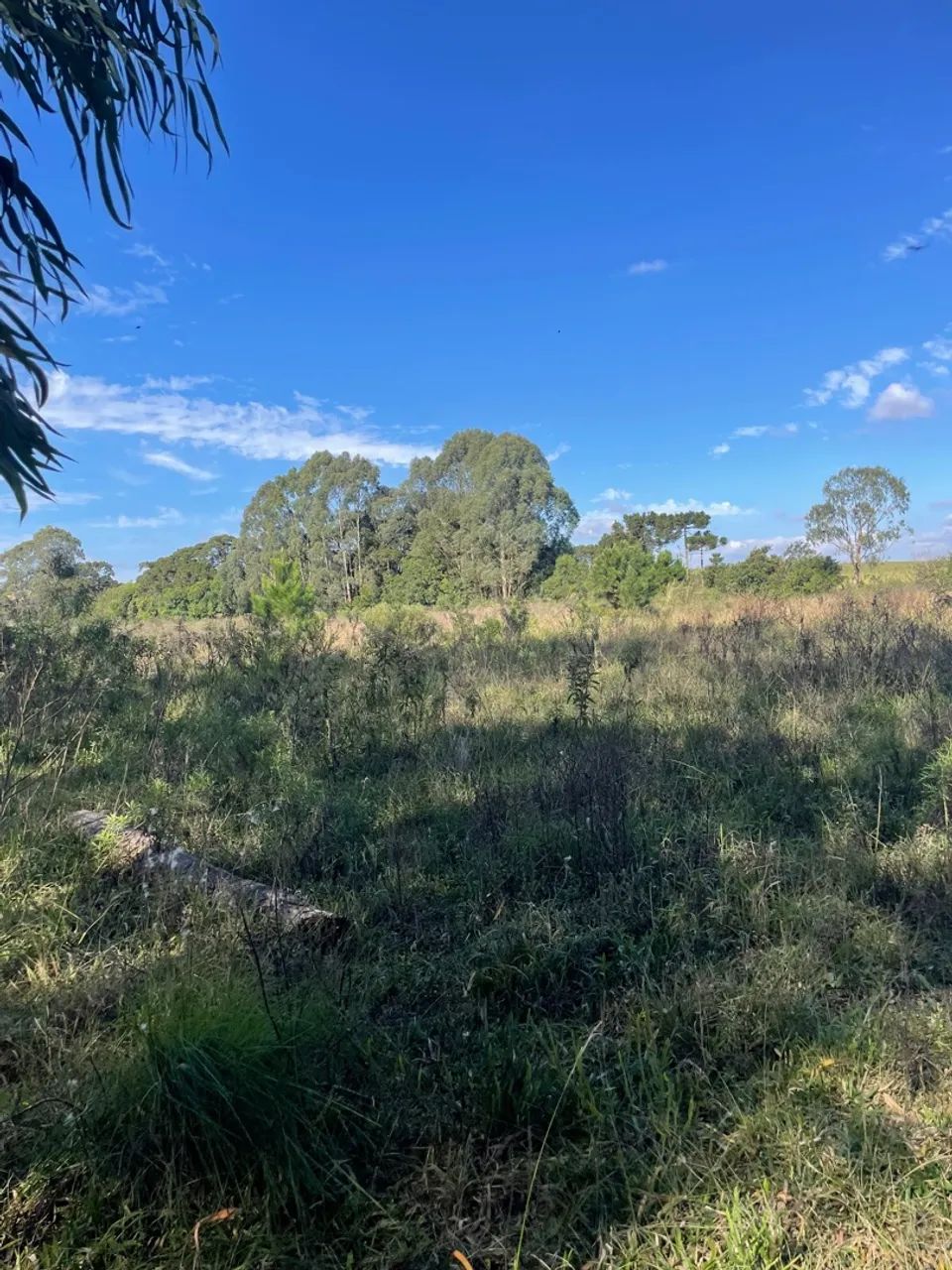 Terreno 10,77 hectares próximo de witmarsum a venda!  - Foto 4