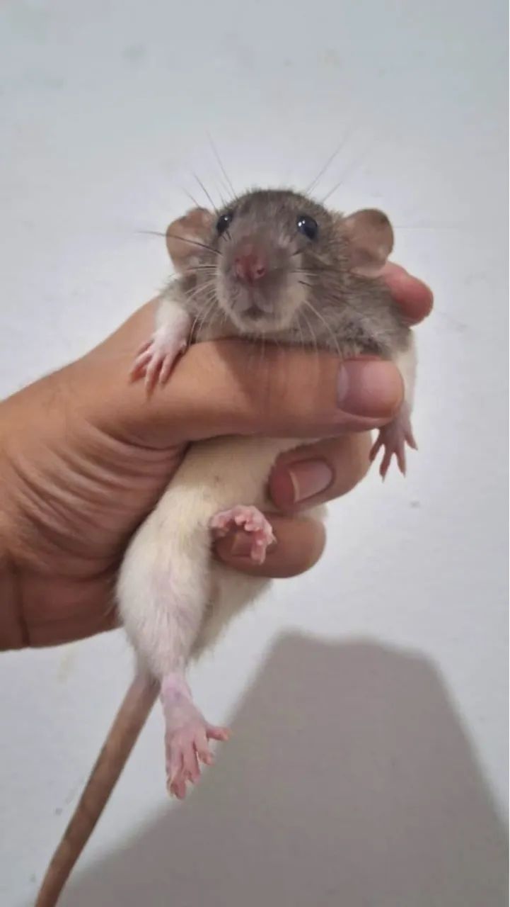 Rato twister  - Foto 5