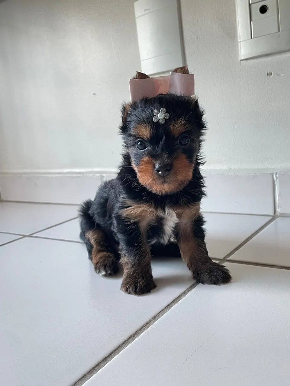 Vendo filhote de Yorkshire mini