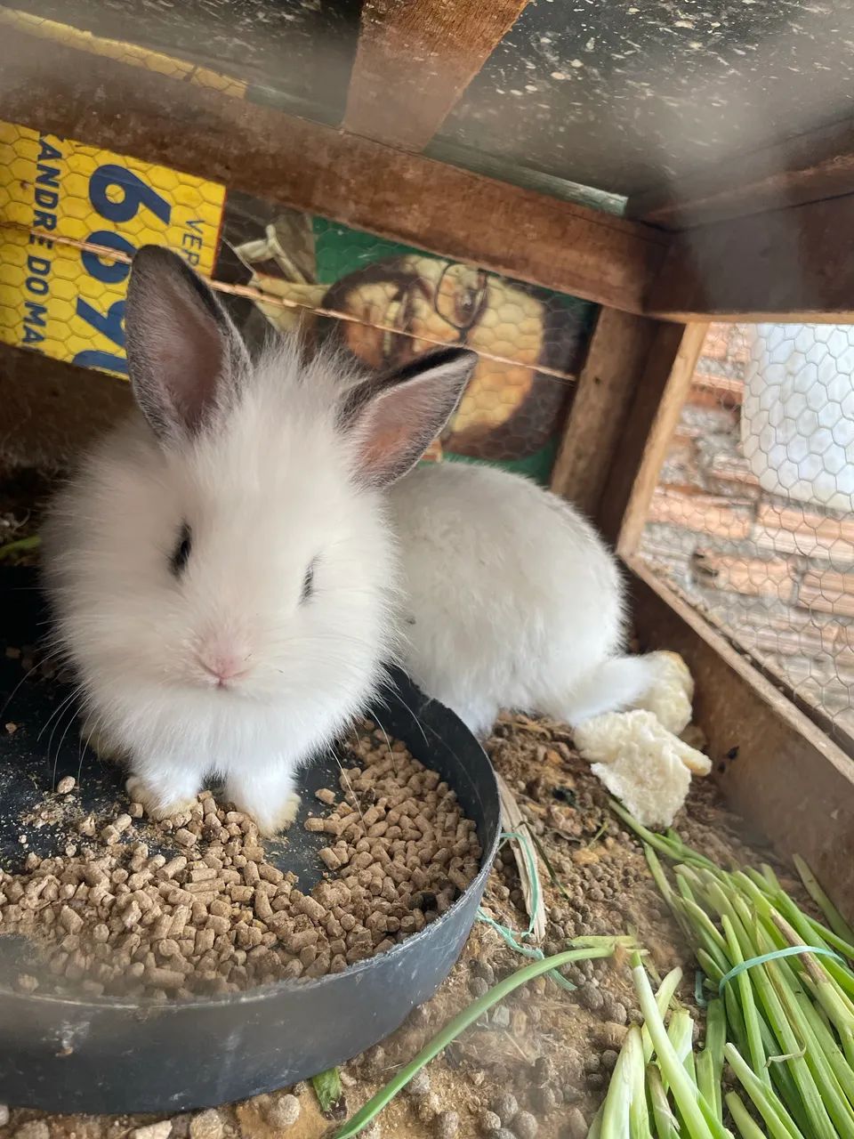 Filhotes de coelho  - Foto 4