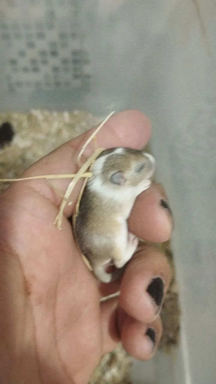 Filhotes de Gerbil a venda - Foto 3