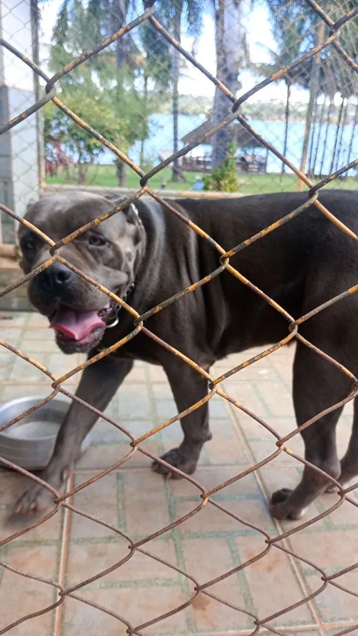 Filhote cane corso
